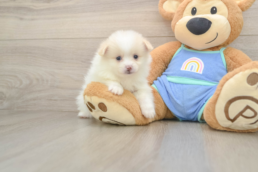 Best Pomeranian Baby