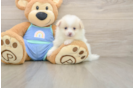 Pomeranian Puppy for Adoption