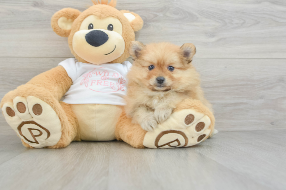 6 week old Pomeranian Puppy For Sale - Seaside Pups