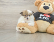 7 week old Pomeranian Puppy For Sale - Seaside Pups