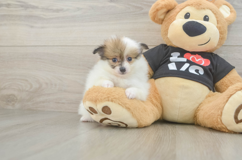 5 week old Pomeranian Puppy For Sale - Seaside Pups