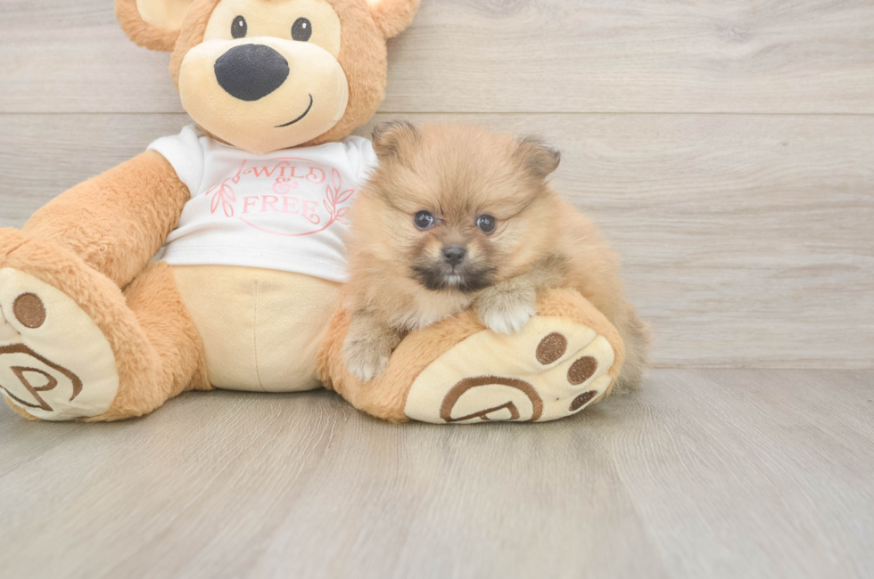5 week old Pomeranian Puppy For Sale - Seaside Pups