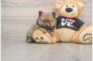 Friendly Pomeranian Baby