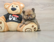 7 week old Pomeranian Puppy For Sale - Seaside Pups
