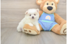 Best Pomeranian Baby