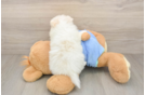 Hypoallergenic Pomeranian Baby