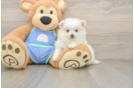 Friendly Pomeranian Purebred Pup