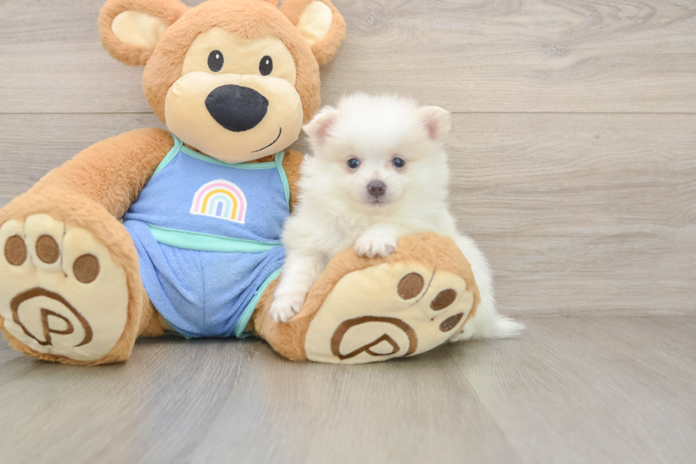 Friendly Pomeranian Purebred Pup