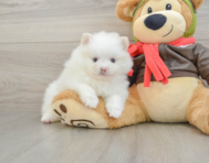 5 week old Pomeranian Puppy For Sale - Seaside Pups