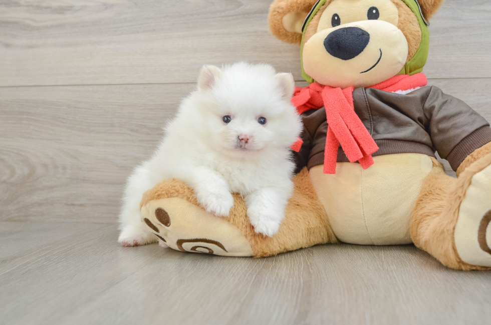 5 week old Pomeranian Puppy For Sale - Seaside Pups