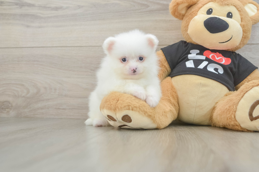 5 week old Pomeranian Puppy For Sale - Seaside Pups