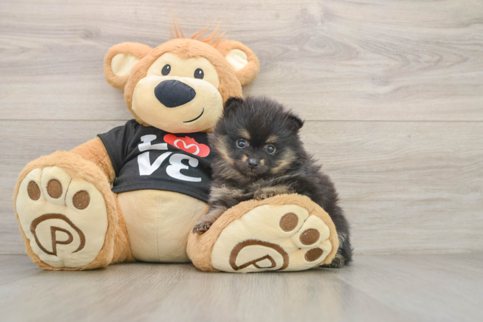 Hypoallergenic Pomeranian Baby