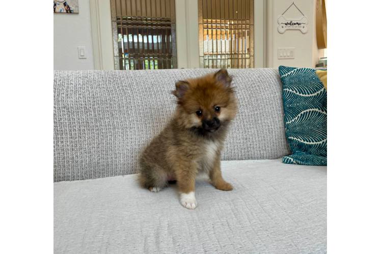 Cute Dwarf Spitz Purebred Puppy