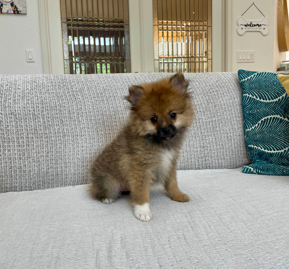 Cute Dwarf Spitz Purebred Puppy