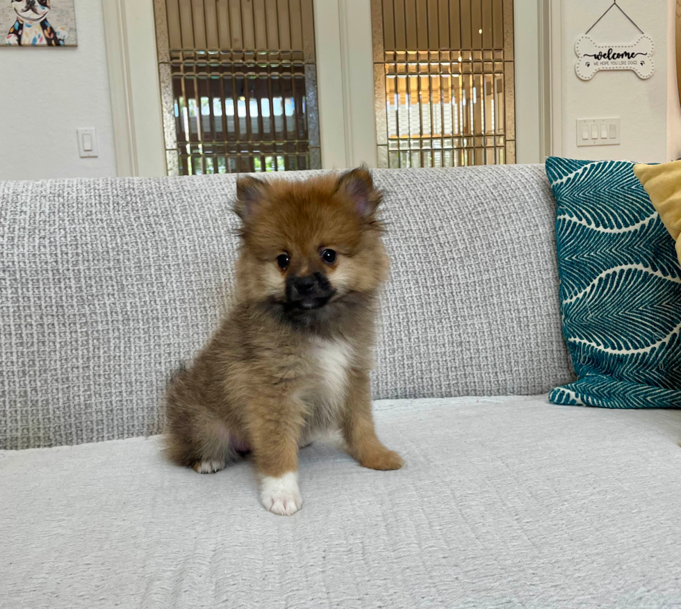 Cute Pomeranian Purebred Pup