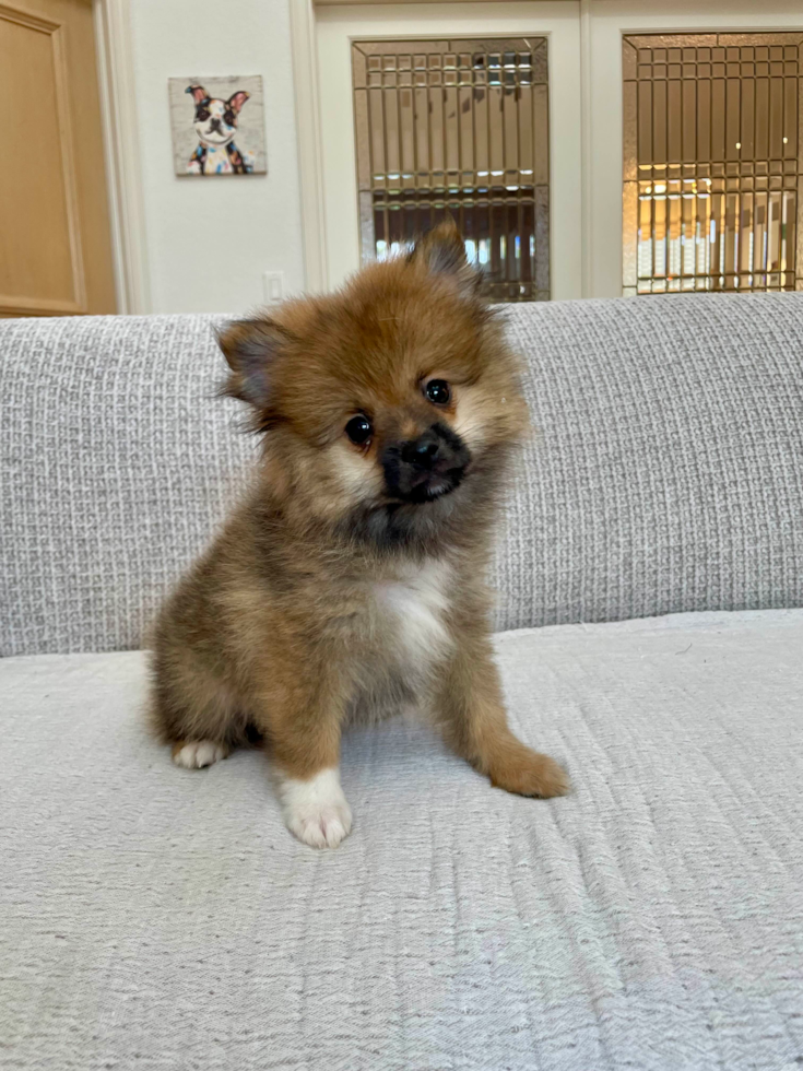 Pomeranian Pup Being Cute