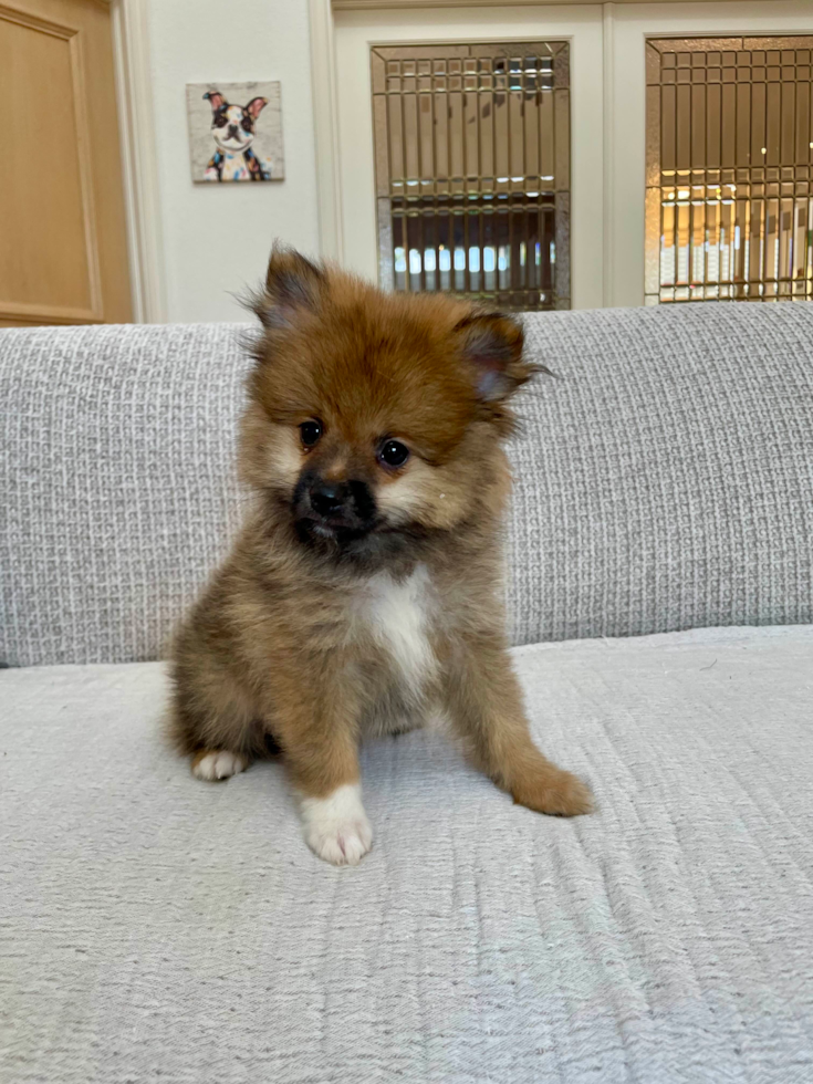 Cute Pomeranian Baby