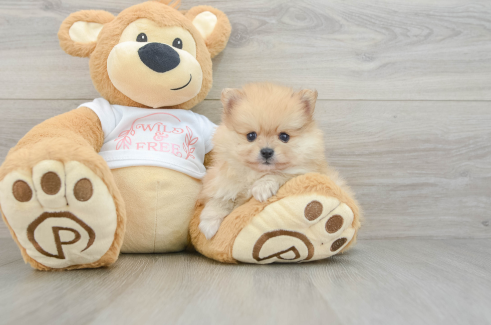 7 week old Pomeranian Puppy For Sale - Seaside Pups