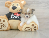 6 week old Pomeranian Puppy For Sale - Seaside Pups