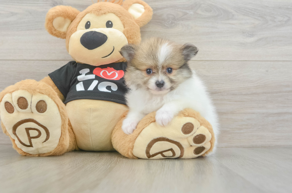 5 week old Pomeranian Puppy For Sale - Seaside Pups