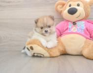 8 week old Pomeranian Puppy For Sale - Seaside Pups