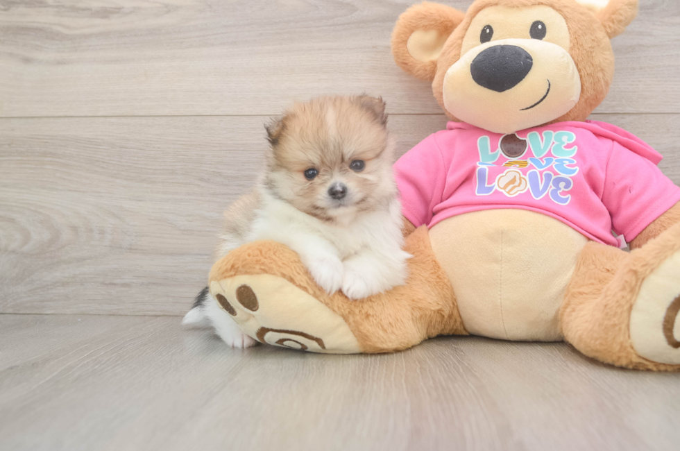 5 week old Pomeranian Puppy For Sale - Seaside Pups