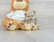 8 week old Pomeranian Puppy For Sale - Seaside Pups