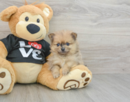 6 week old Pomeranian Puppy For Sale - Seaside Pups