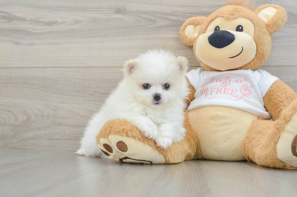 9 week old Pomeranian Puppy For Sale - Seaside Pups