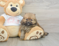 7 week old Pomeranian Puppy For Sale - Seaside Pups
