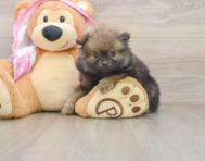 9 week old Pomeranian Puppy For Sale - Seaside Pups
