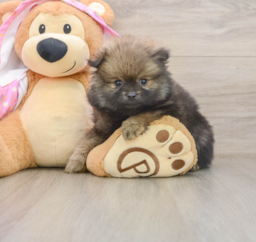 9 week old Pomeranian Puppy For Sale - Seaside Pups