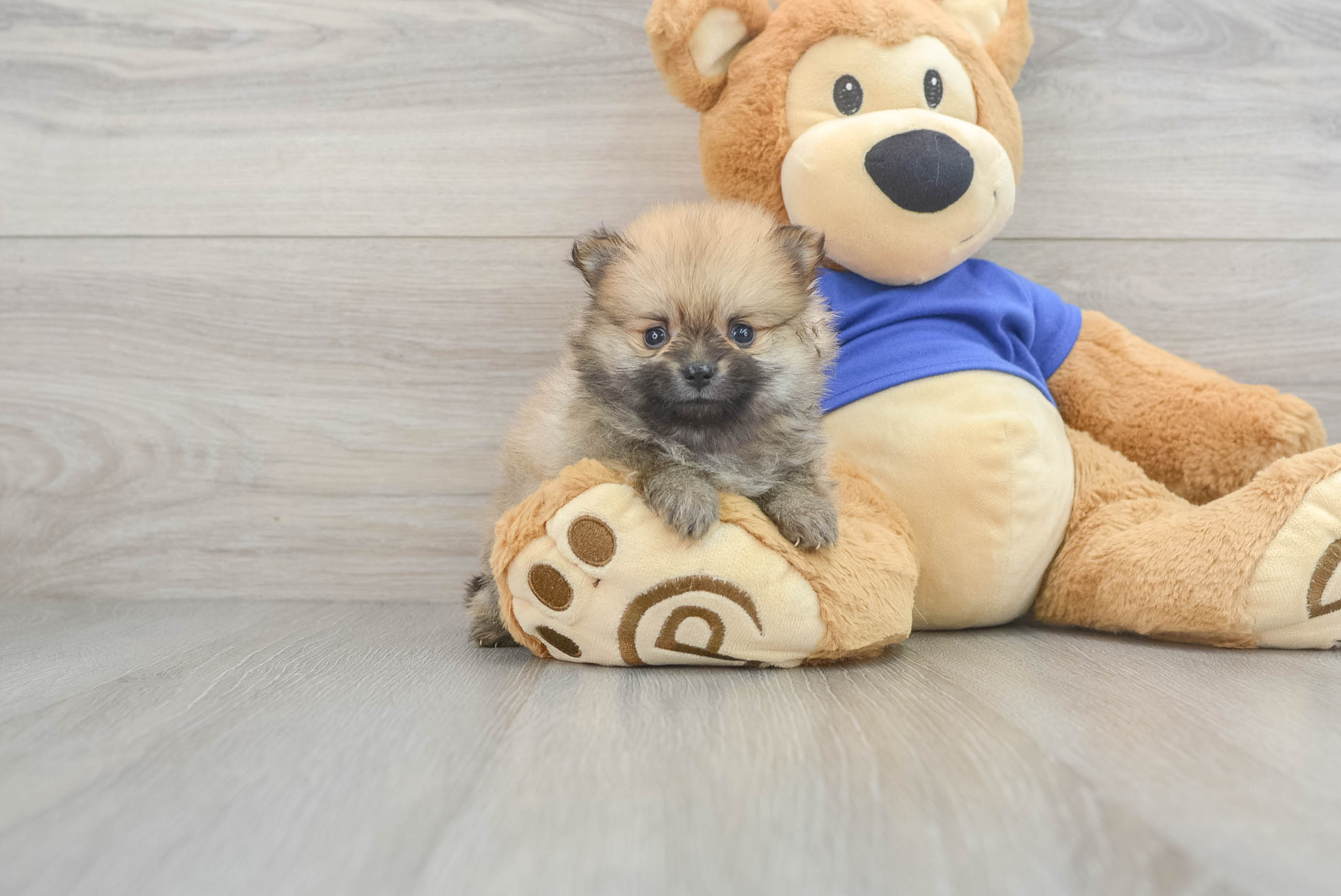 Petite Pomeranian Purebred Puppy