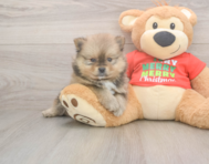 7 week old Pomeranian Puppy For Sale - Seaside Pups