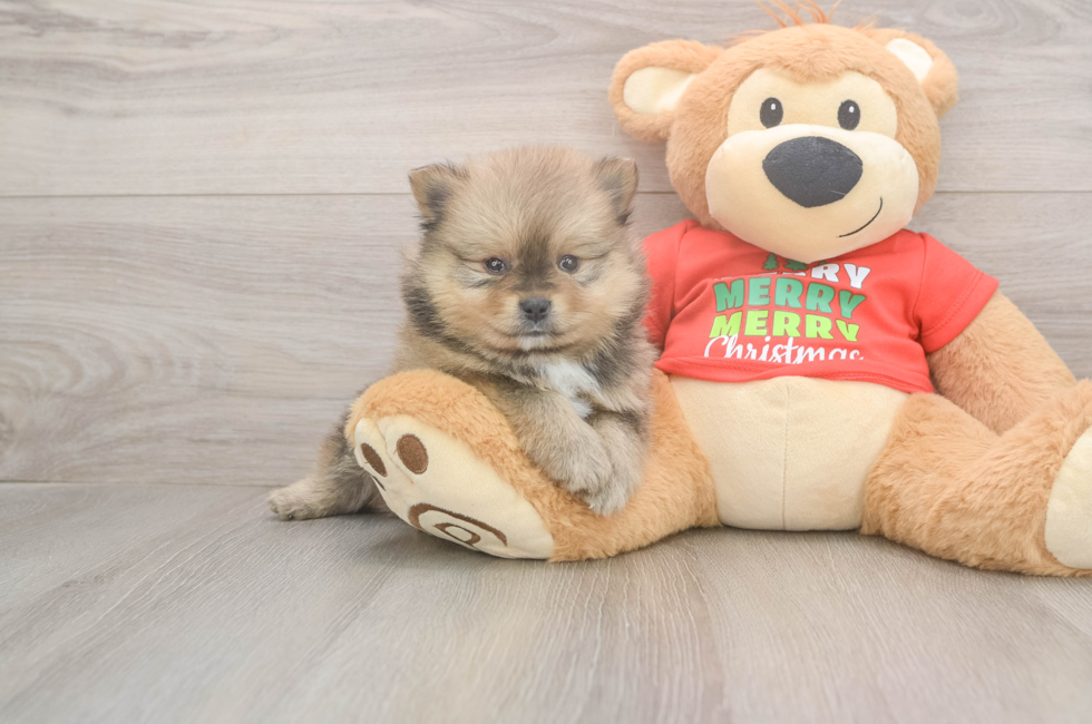 5 week old Pomeranian Puppy For Sale - Seaside Pups