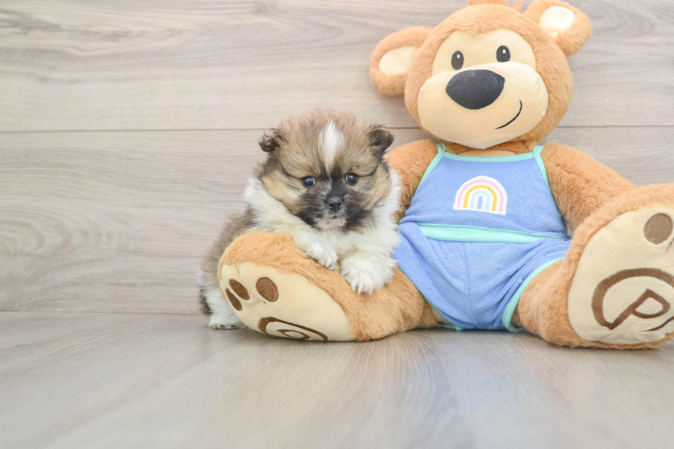Best Pomeranian Baby