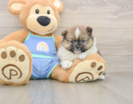 7 week old Pomeranian Puppy For Sale - Seaside Pups