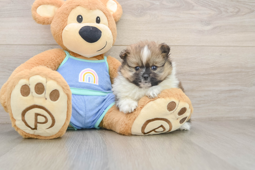 Best Pomeranian Baby