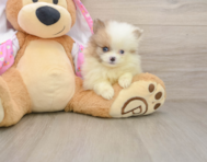 9 week old Pomeranian Puppy For Sale - Seaside Pups