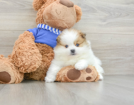 8 week old Pomeranian Puppy For Sale - Seaside Pups