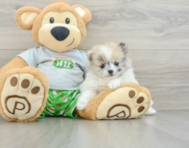 6 week old Pomeranian Puppy For Sale - Seaside Pups