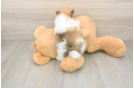 Playful Pomeranian Baby