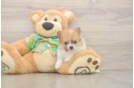Pomeranian Pup Being Cute