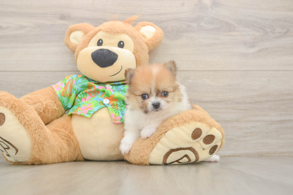 Pomeranian Pup Being Cute