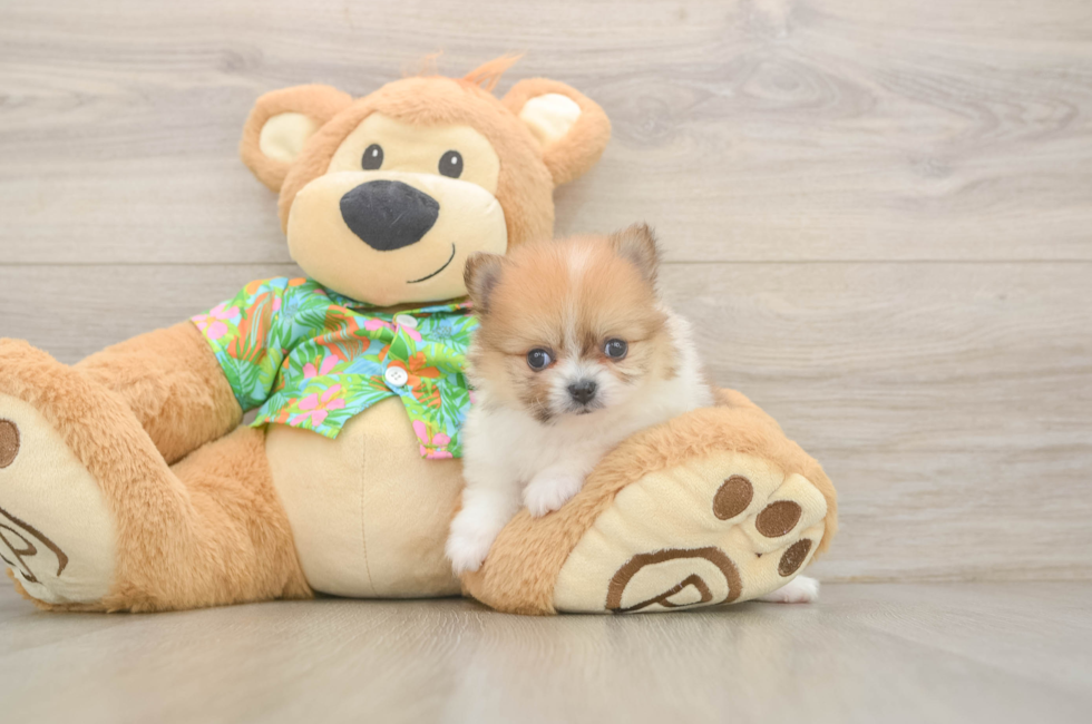 5 week old Pomeranian Puppy For Sale - Seaside Pups