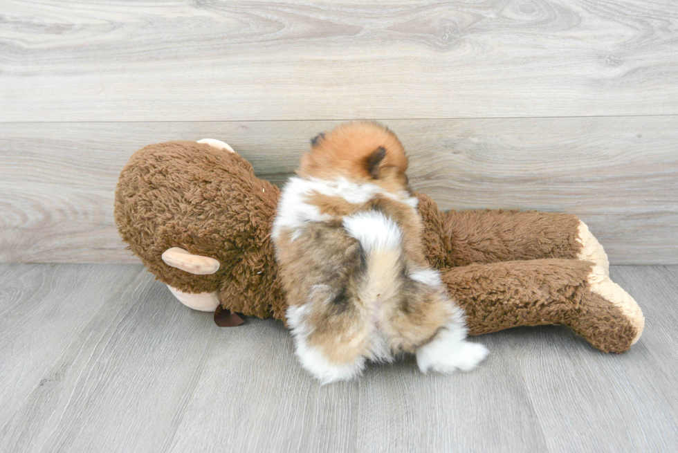 Pomeranian Pup Being Cute