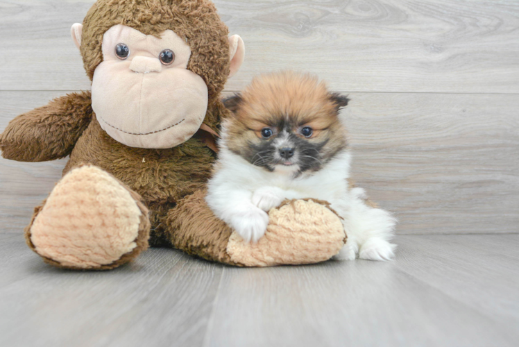 Pomeranian Puppy for Adoption