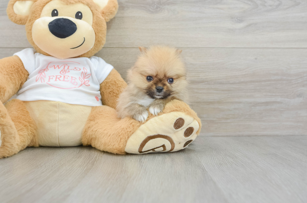 7 week old Pomeranian Puppy For Sale - Seaside Pups