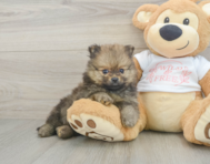 7 week old Pomeranian Puppy For Sale - Seaside Pups