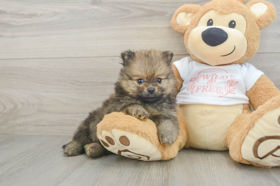 6 week old Pomeranian Puppy For Sale - Seaside Pups